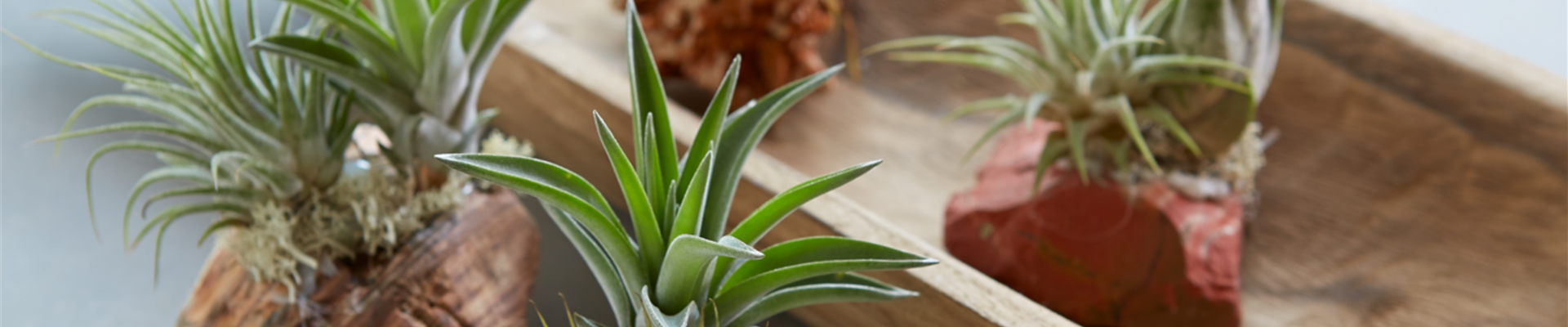 PFLANZE DES MONATS JANUAR: TILLANDSIE