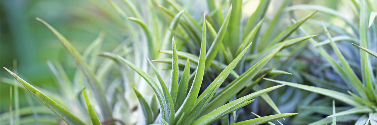 PFLANZE DES MONATS JANUAR: TILLANDSIE