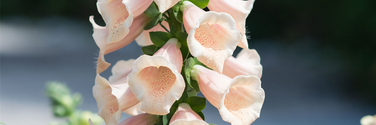 PFLANZE DES MONATS JUNI: FINGERHUT