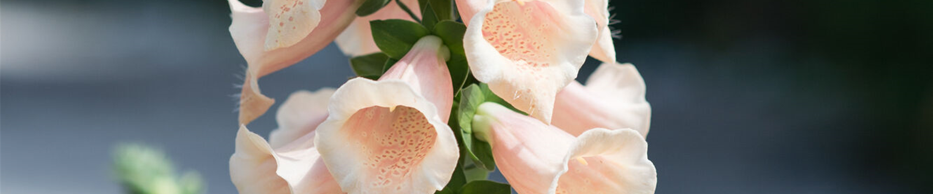 PFLANZE DES MONATS JUNI: FINGERHUT