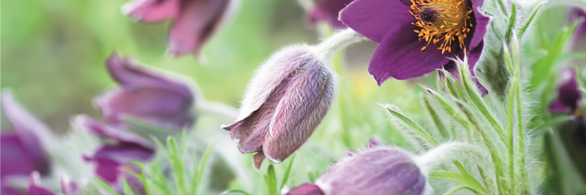 PFLANZE DES MONATS MäRZ: KüCHENSCHELLE