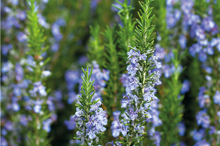 PFLANZE DER WOCHE: ROSMARIN