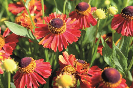 PFLANZE DES MONATS SEPTEMBER: SONNENBRAUT